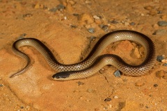 Suta nigriceps