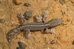 Diplodactylus vittatus