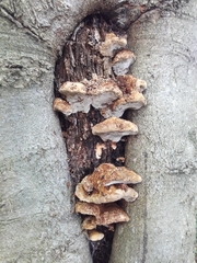 Inonotus cuticularis