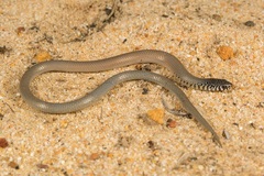 Delma australis
