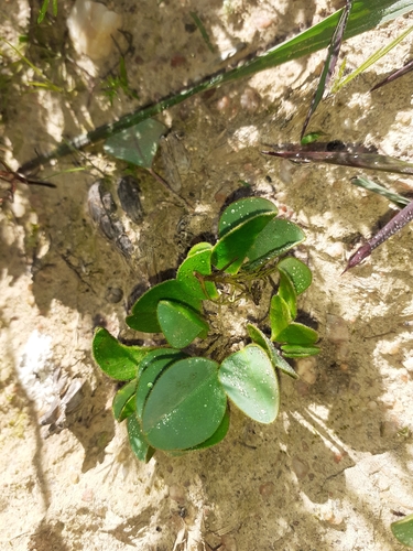 Image of Oxalis monophylla by (c) Brian du Preez, some rights reserved (CC BY-SA)