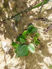 Oxalis monophylla monophylla