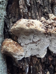 Inonotus cuticularis