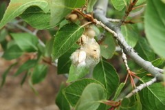 Populus × acuminata