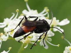 Arachnospila