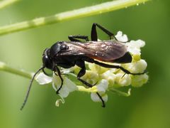 Arachnospila