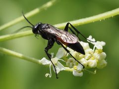 Arachnospila