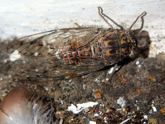 Cicada barbara lusitanica