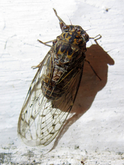 Cicada barbara lusitanica