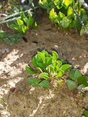 Oxalis monophylla monophylla