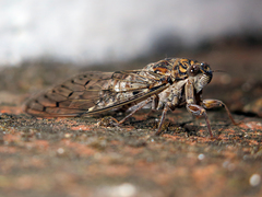 Cicada barbara lusitanica