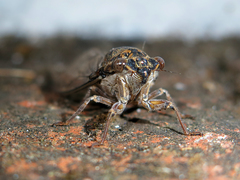 Cicada barbara lusitanica