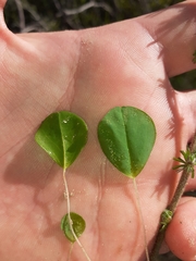 Oxalis monophylla monophylla