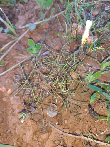 Swartland Sorrel (Oxalis variifolia)