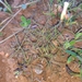 Oxalis variifolia - Photo (c) Brian du Preez, algunos derechos reservados (CC BY-SA), subido por Brian du Preez