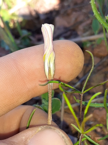 Image of Oxalis variifolia by (c) Brian du Preez, some rights reserved (CC BY-SA)