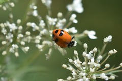 Hippodamia glacialis