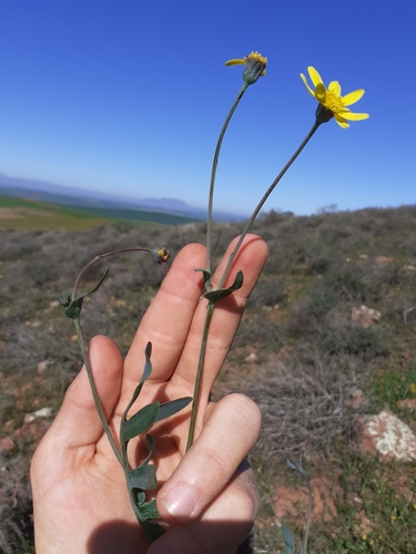 Image of Othonna pinnata by (c) Brian du Preez, some rights reserved (CC BY-SA)