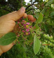 Malpighia mexicana