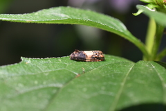 Epiblema tripartitana