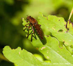Diogmites basalis
