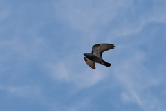 Columba livia domestica