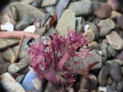Chondrus