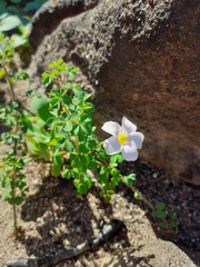 Oxalis ebracteata