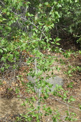 Populus × acuminata