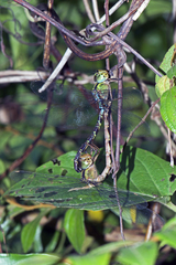 Gynacantha subinterrupta