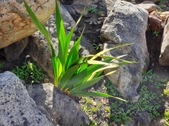 Watsonia vanderspuyae