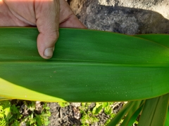 Watsonia vanderspuyae