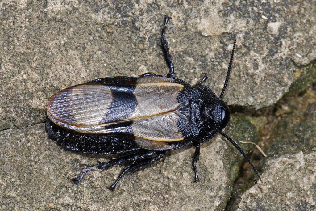 Panesthiinae
