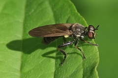 Eudioctria sackeni