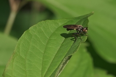 Eudioctria sackeni