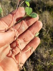 Indigofera procumbens
