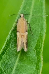 Enchrysa dissectella