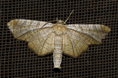 Opula mollis