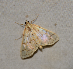 Polygrammodes flavidalis