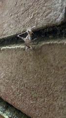 Tachycines asynamorus