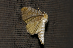 Opula mollis