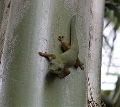 Phelsuma dubia