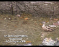 Lophonetta specularioides