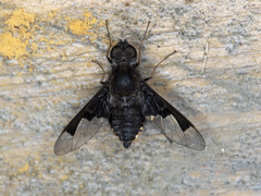 Anthrax dolabratus