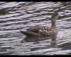 Lophonetta specularioides