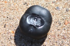 Merremia discoidesperma