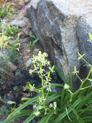 Toxicoscordion venenosum