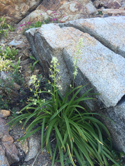 Toxicoscordion venenosum