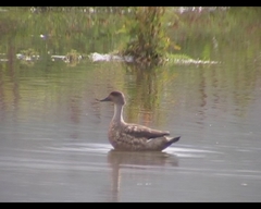 Lophonetta specularioides