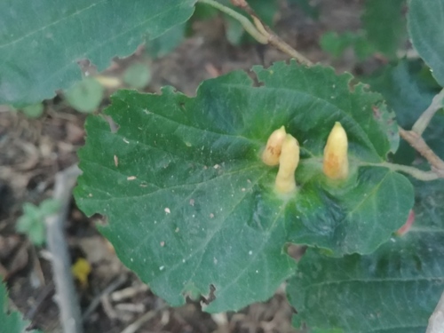 Witch-hazel Cone Gall Aphid photo 5